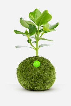 Kibonu Calimera Limited