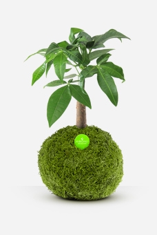 Kibonu Pachira Limited