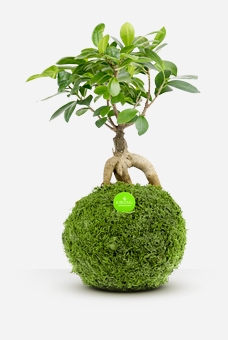 Kibonu Ginseng Limited