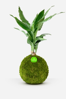 Kibonu Janet Limited